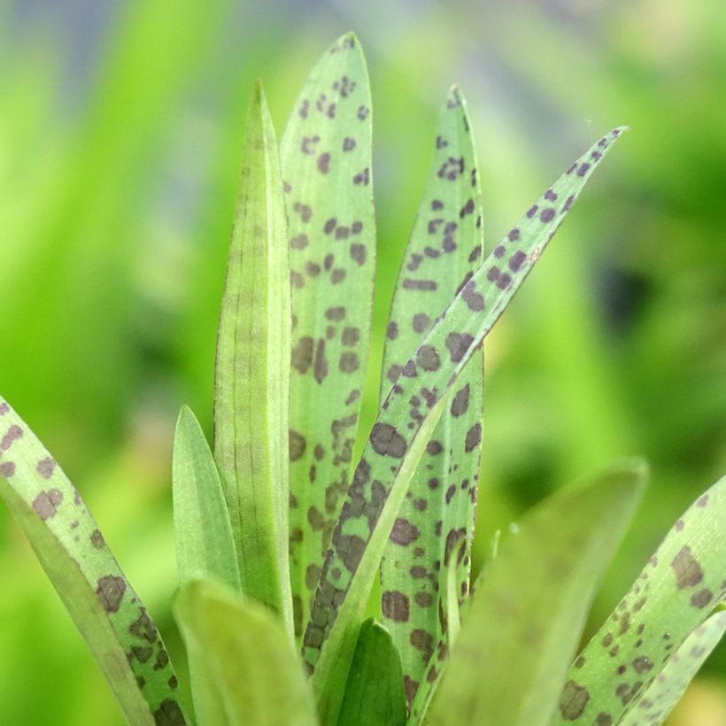 Dactylorhiza alpestris - Knabenkraut (Laub)