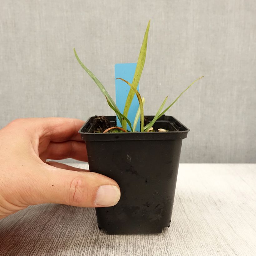 Exemplar von Dactylorhiza praetermissa - Knabenkraut Kleine Töpfe von 8/9 cm wie im Herbst geliefert