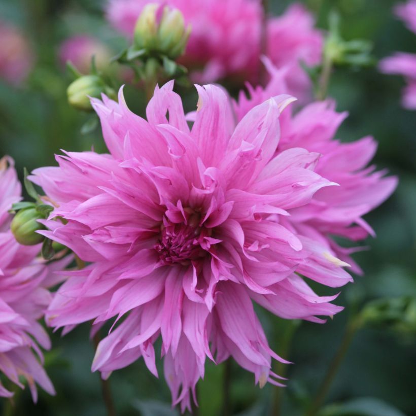 Schmuck-Dahlie Frizzle Sizzle (Blüte)