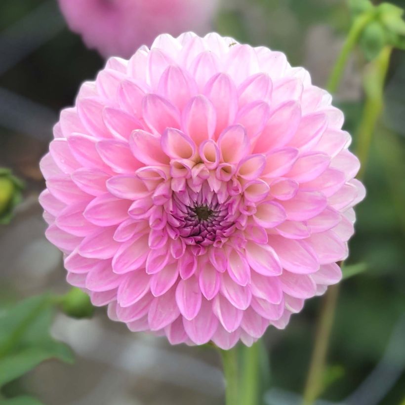 Schmuck-Dahlie Sefton Silvertop (Blüte)