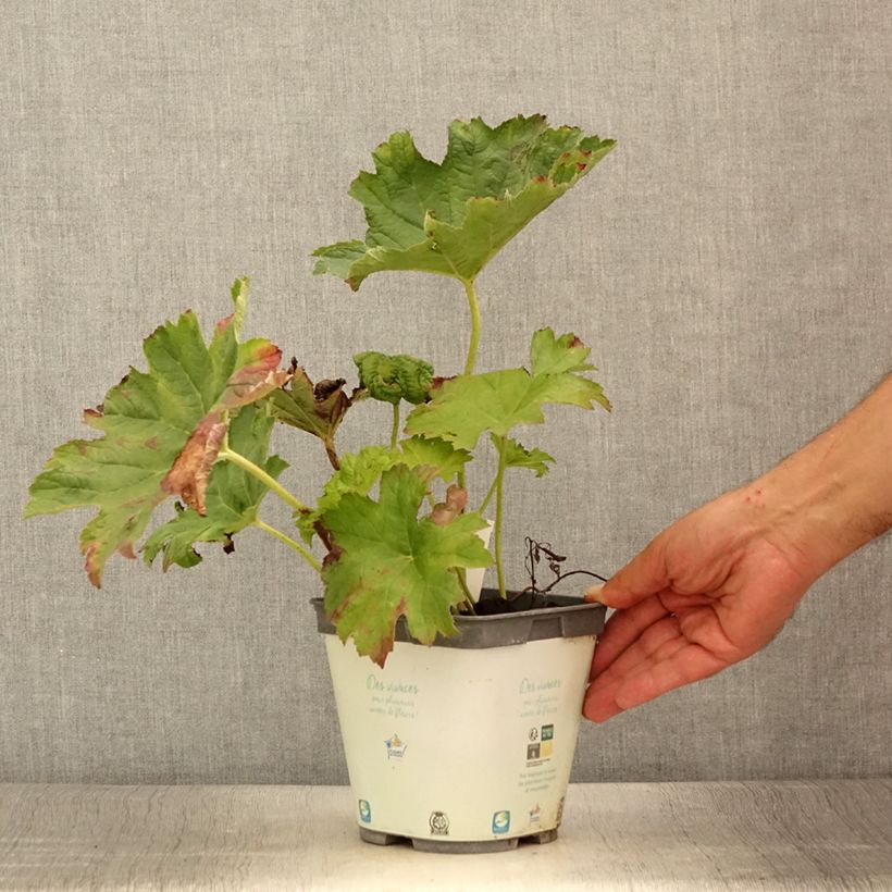 Exemplar von Darmera peltata - Schildblatt Topf mit 2L/3L wie im Sommer geliefert