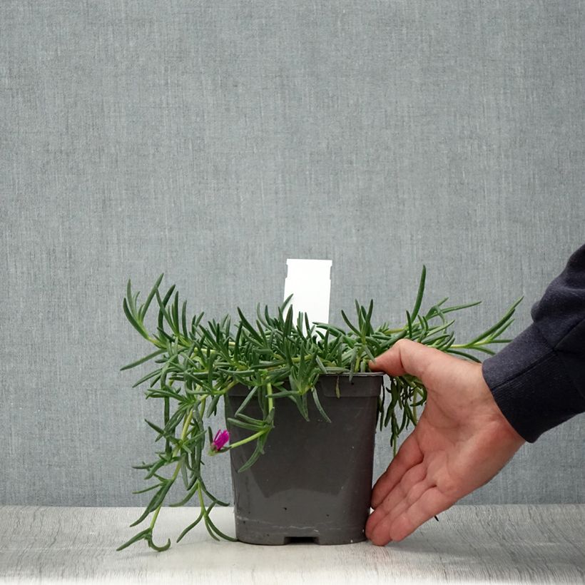 Exemplar von Delosperma cooperi Topf mit 2L/3L wie im Sommer geliefert