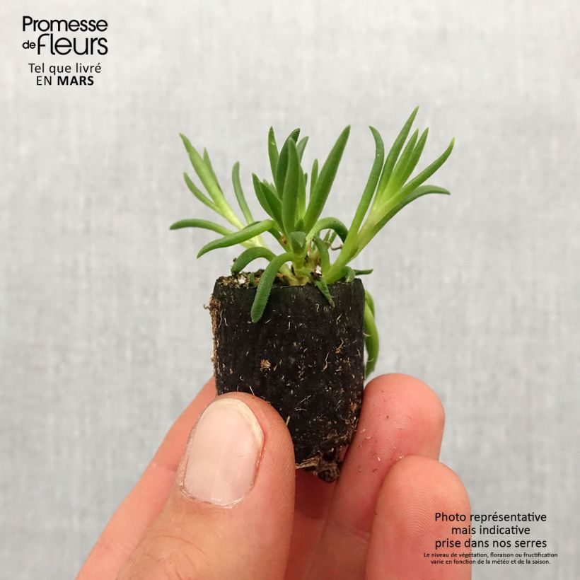 Exemplar von Delosperma Royal Ranger Neon Mini-Plug Ø 3/4 cm wie im Frühjahr geliefert