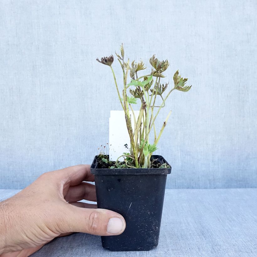 Exemplar von Delphinium belladona Cliveden Beauty - Garten-Rittersporn Kleine Töpfe von 7/8 cm wie im Sommer geliefert