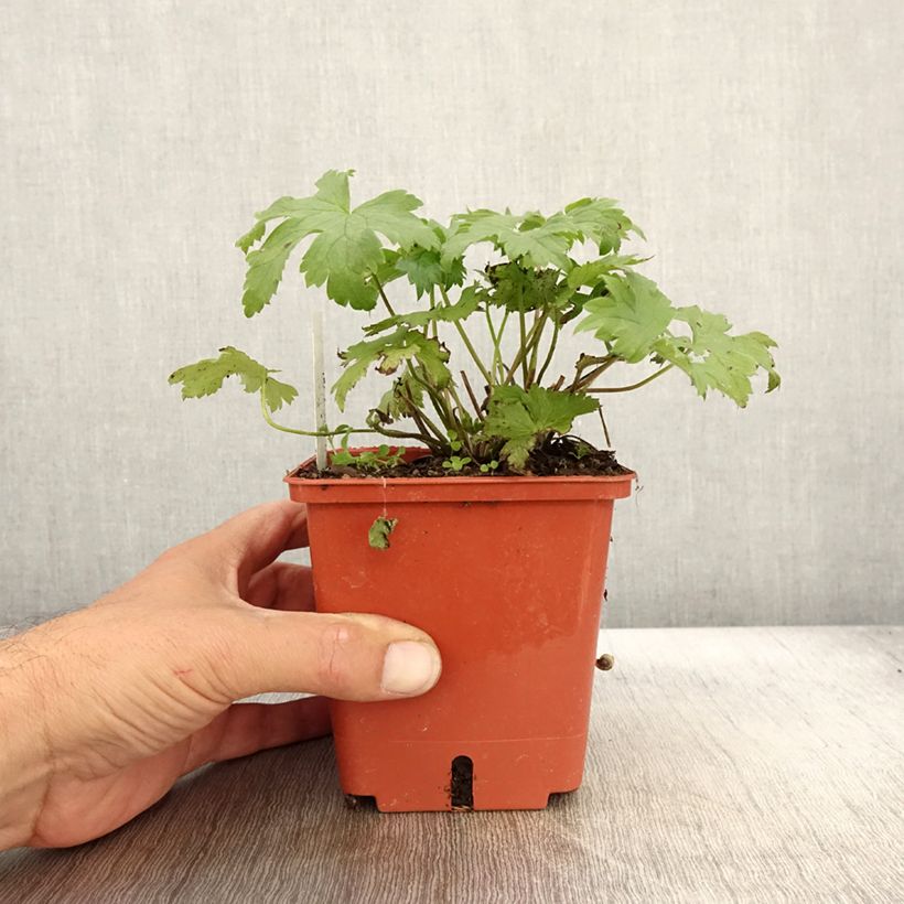 Exemplar von Hoher Rittersporn Highlander Cha Cha - Delphinium Topf mit 1L/1,5L wie im Herbst geliefert