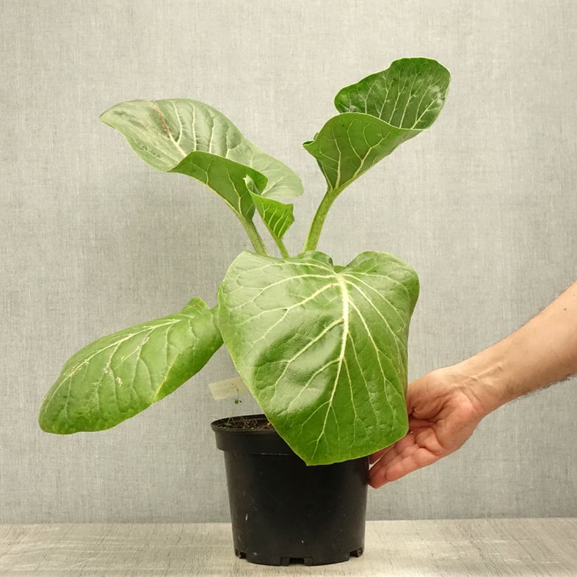 Exemplar von Dendroseris litoralis - Juan Fernández-Kohlbaum Topf mit 4L/5LGelieferte Höhe ca. 50cm wie im Sommer geliefert
