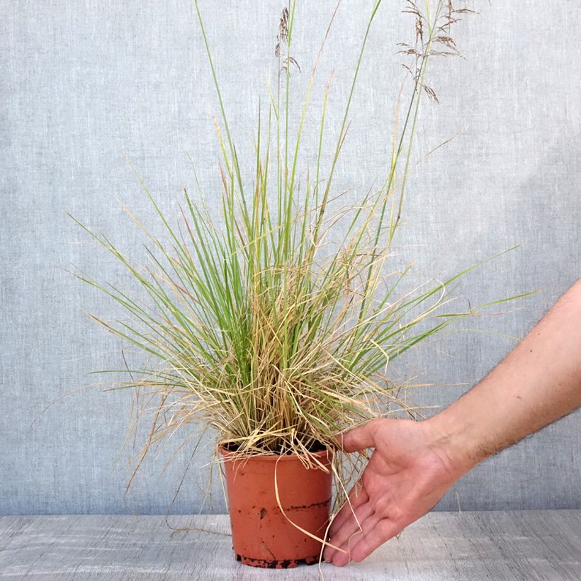 Exemplar von Rasen-Schmiele Bronzeschleier - Deschampsia caespitosa Topf mit 2L/3L wie im Sommer geliefert