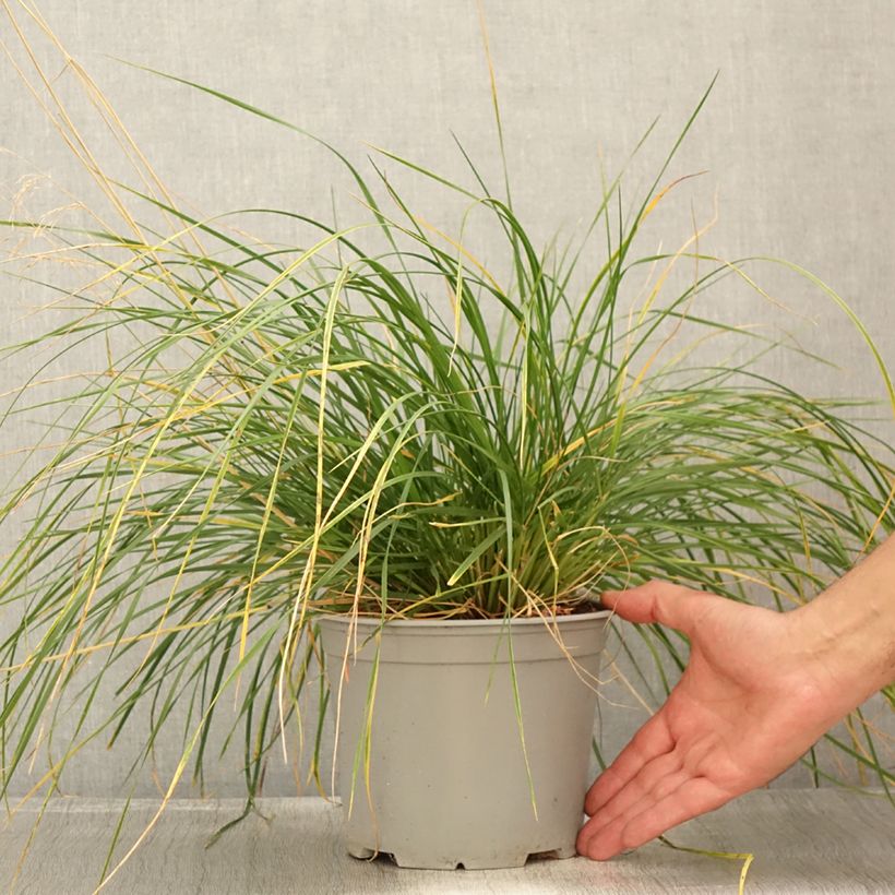Exemplar von Rasen-Schmiele Palava - Deschampsia caespitosa Topf mit 3L/4L wie im Sommer geliefert