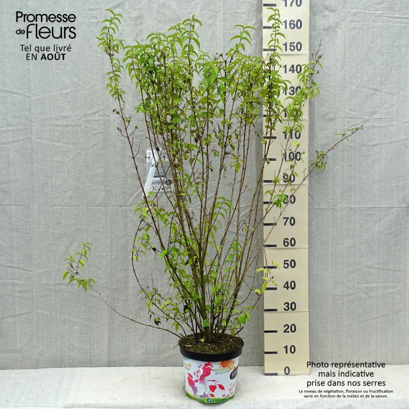Exemplar von Deutzia crenata Pride of Rochester - Scharfe Deutzie Topf mit 7,5L/10L wie im Sommer geliefert