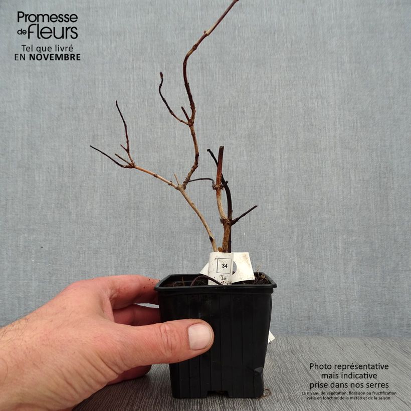 Exemplar von Deutzia crenata Pride of Rochester - Scharfe Deutzie Kleine Töpfe von 8/9 cm wie im Herbst geliefert