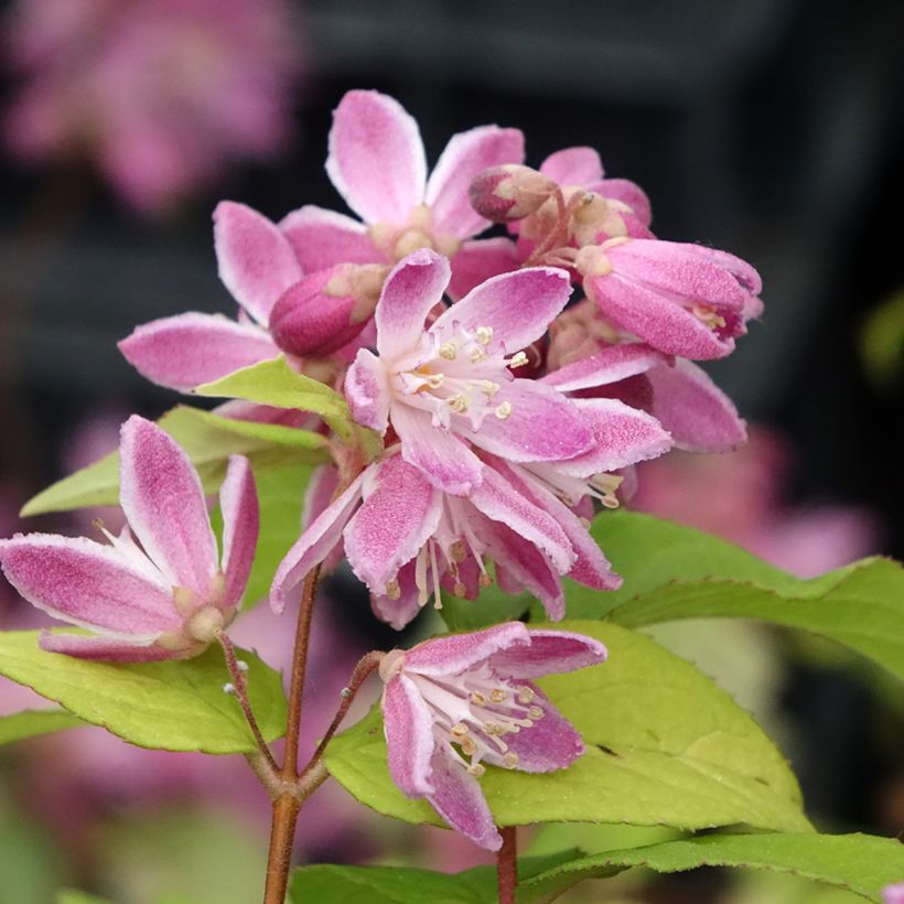 Deutzia Strawberry Fields - Deutzie (Blüte)
