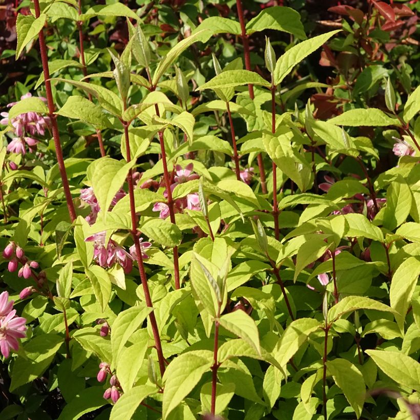 Deutzia Strawberry Fields - Deutzie (Hafen)
