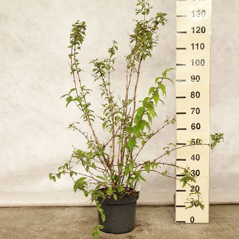 Exemplar von Deutzia Mont Rose - Rosendeutzie Topf mit 7,5L/10L wie im Sommer geliefert