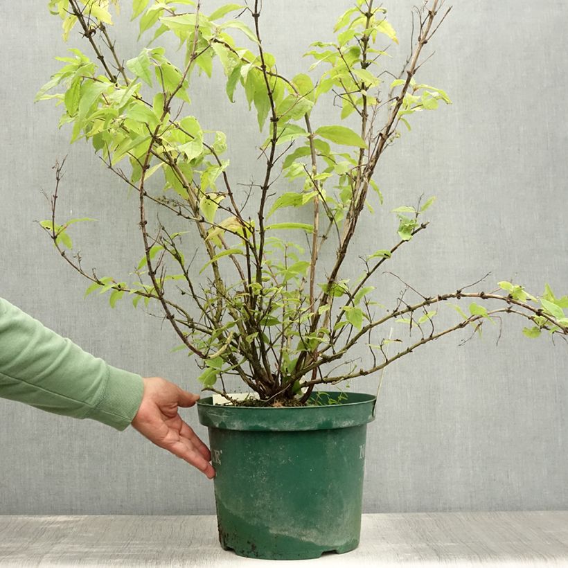 Exemplar von Deutzia Raspberry Sundae - Deutzie Topf mit 7,5L/10L wie im Sommer geliefert