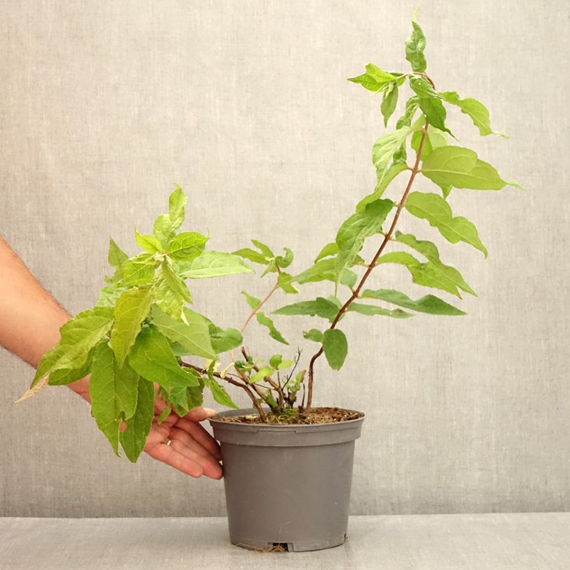 Exemplar von Deutzia Raspberry Sundae - Deutzie Topf mit 3L/4L wie im Sommer geliefert