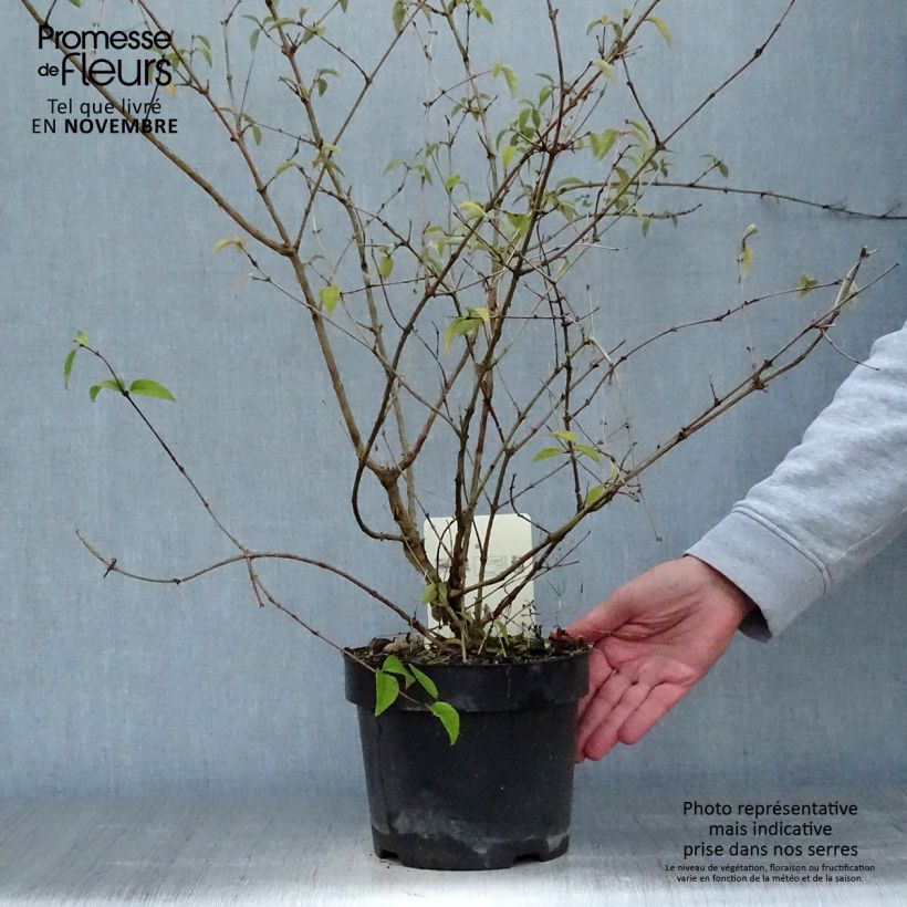 Exemplar von Deutzia monbeigii - Schnee Deutzie Topf mit 2L/3L wie im Herbst geliefert