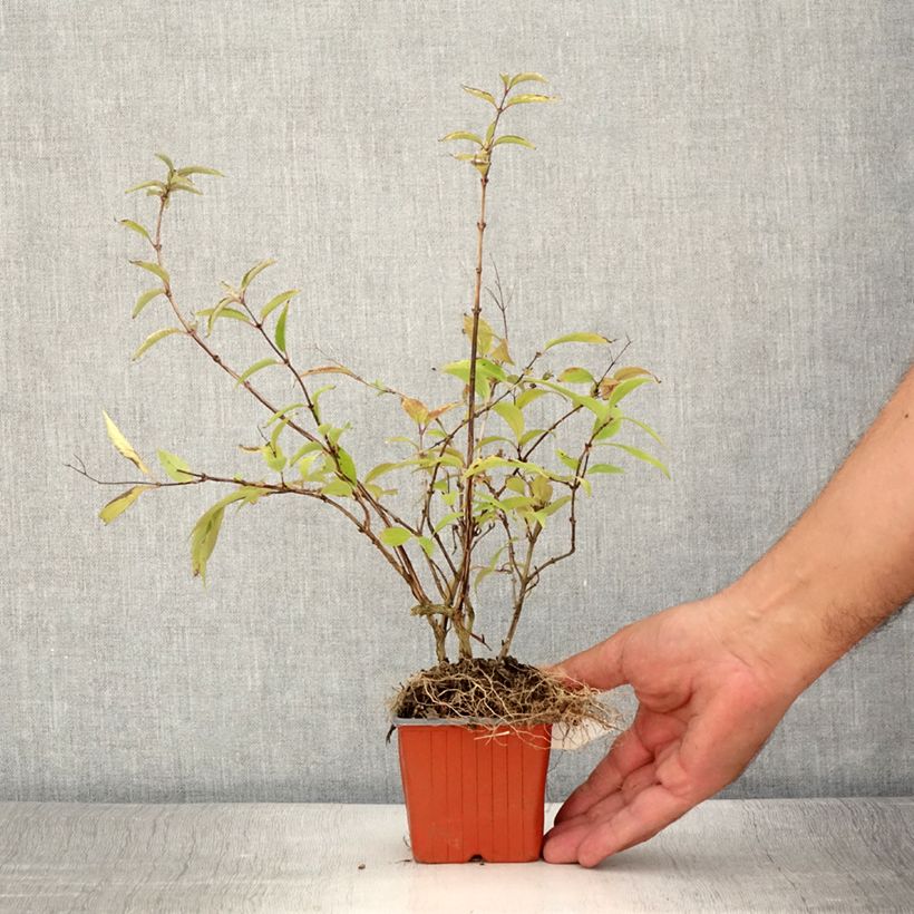 Exemplar von Deutzia purpurascens Kalmiiflora - Purpurrötliche Deutzie Kleine Töpfe von 8/9 cm wie im Sommer geliefert