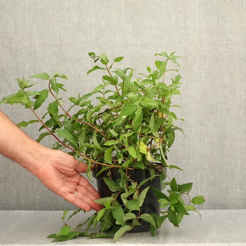 Exemplar von Deutzia scabra Punctata - Scharfe Deutzie Topf mit 2L/3L wie im Sommer geliefert