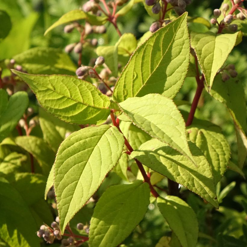Deutzia Sternchenstrauch (Tourbillon Rouge) - Pracht-Deutzie (Laub)