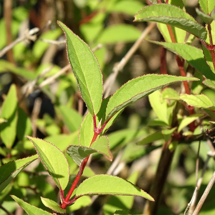 Deutzia lemoinei - Sternchenstrauch (Laub)