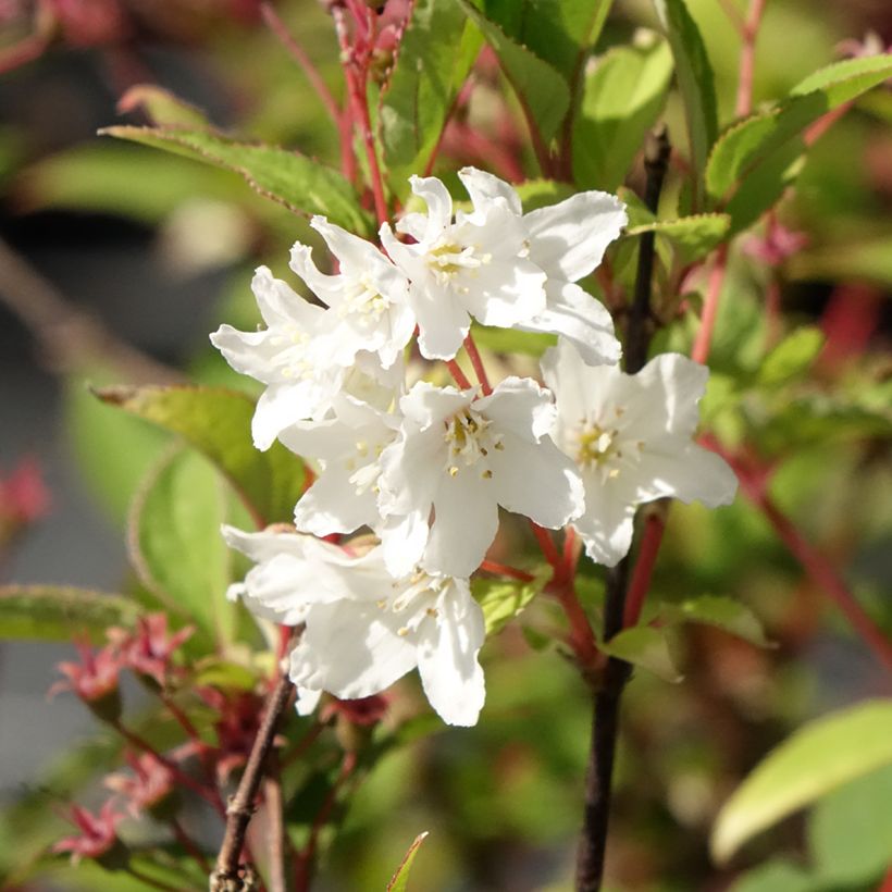 Deutzia lemoinei - Sternchenstrauch (Blüte)
