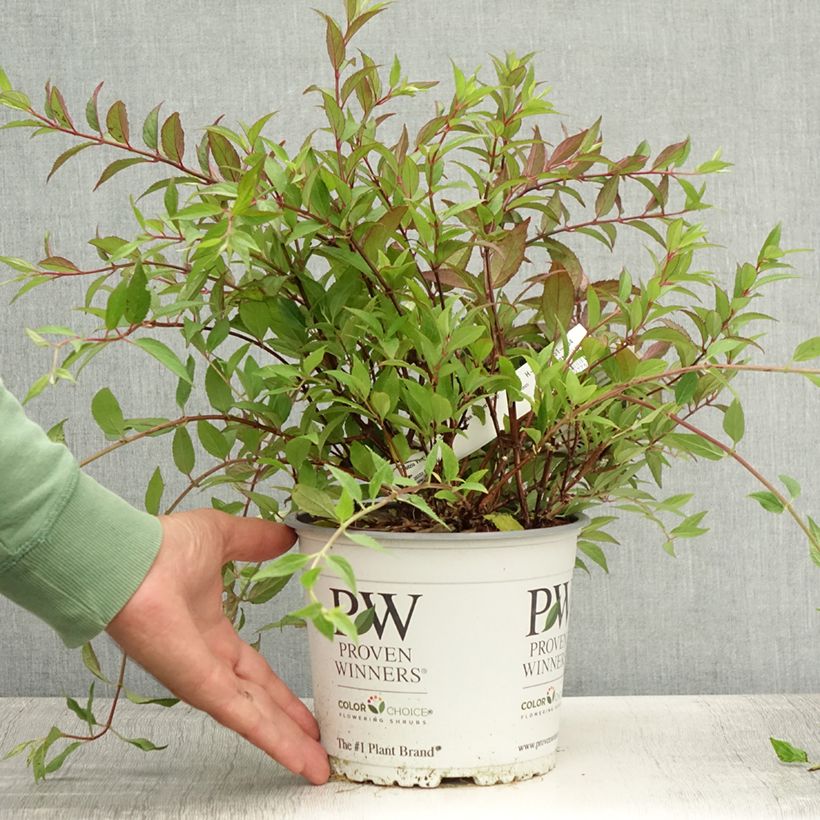 Exemplar von Deutzia Yuki Cherry Blossom - Deutzie Topf mit 2L/3L wie im Sommer geliefert