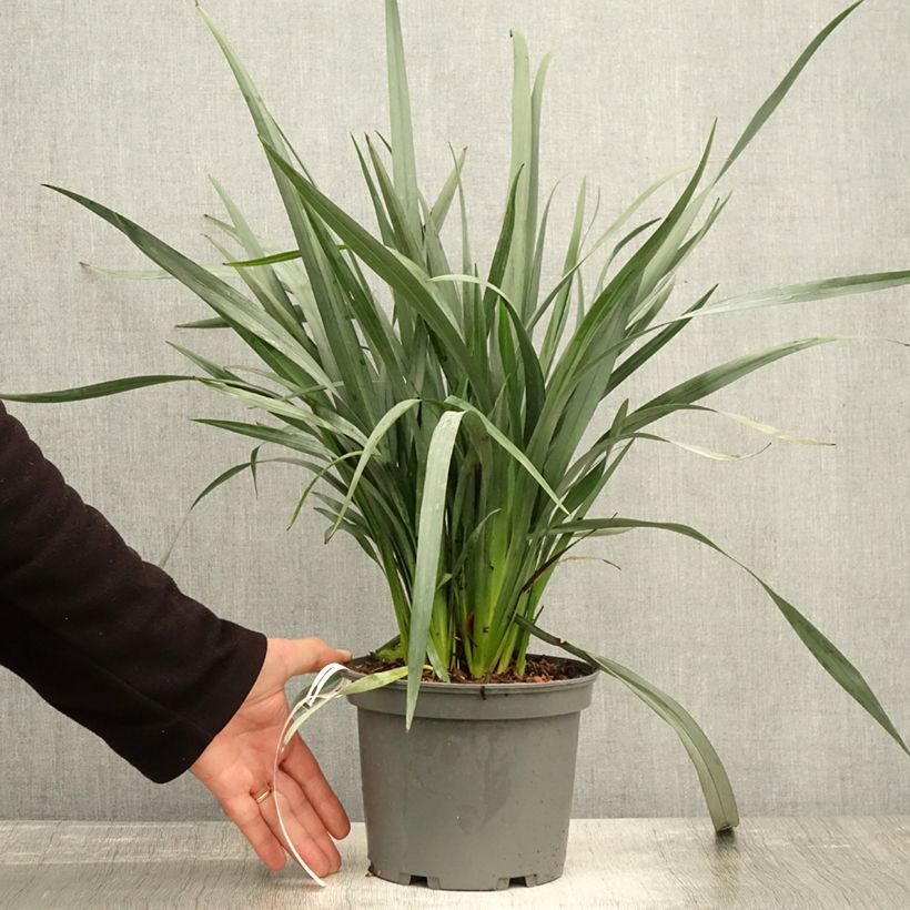 Exemplar von Dianella caerulea Cassa Blue - Blaue Flachslilie Topf mit 2L/3L wie im Herbst geliefert
