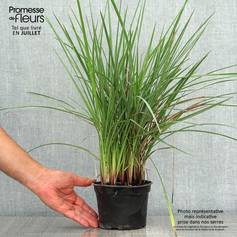 Exemplar von Dianella revoluta Coolvista - Blaue Flachslilie Kleine Töpfe von 8/9 cm wie im Sommer geliefert