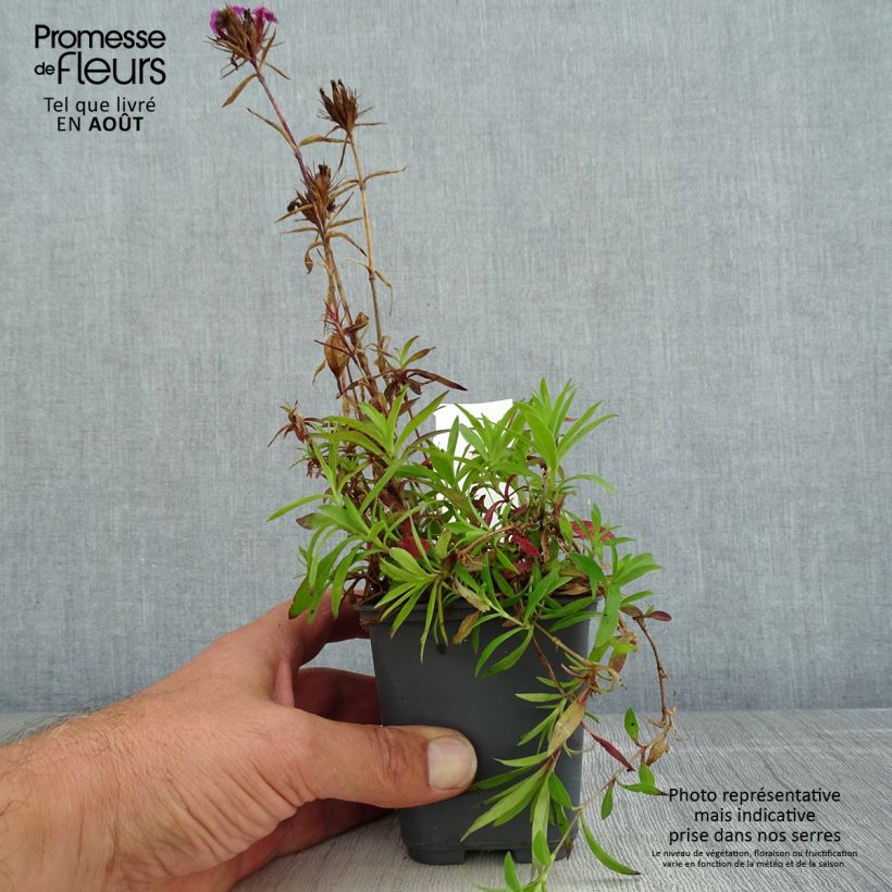 Exemplar von Dianthus barbatus Oeschberg - Bartnelke Kleine Töpfe von 8/9 cm wie im Sommer geliefert