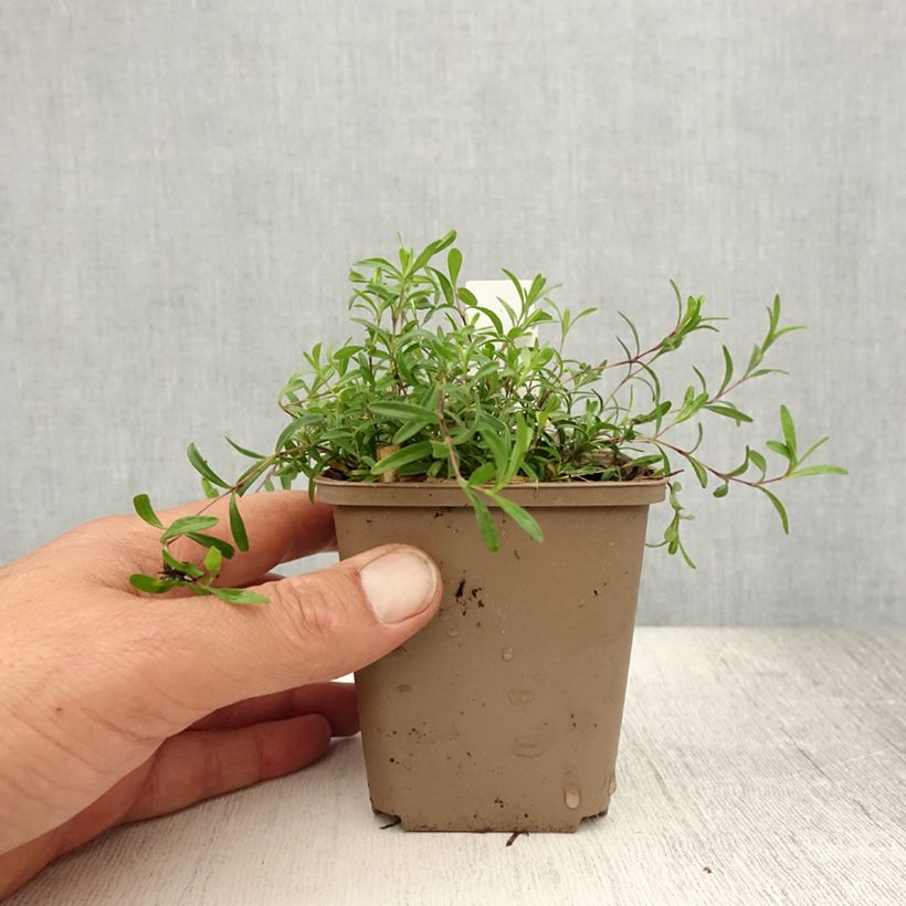 Exemplar von Heide-Nelke Flashing Light - Dianthus deltoides Kleine Töpfe von 8/9 cm wie im Sommer geliefert
