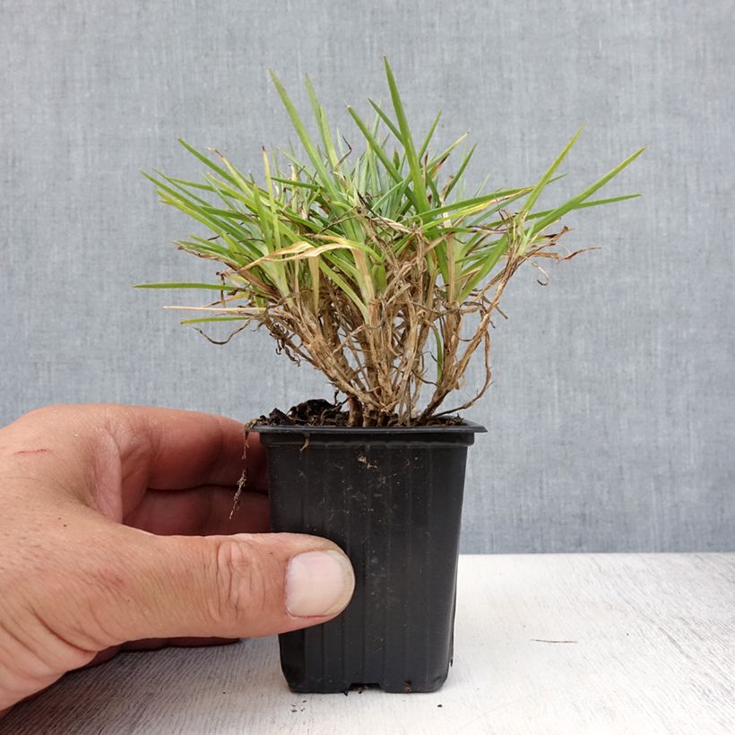 Exemplar von Garten-Nelke Evening Star - Dianthus Kleine Töpfe von 7/8 cm wie im Sommer geliefert