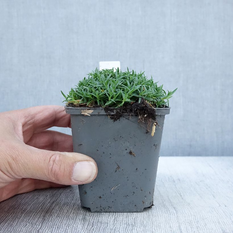 Exemplar von Pfingst-Nelke La Bourboule Alba - Dianthus gratianopolitanus Kleine Töpfe von 8/9 cm wie im Herbst geliefert