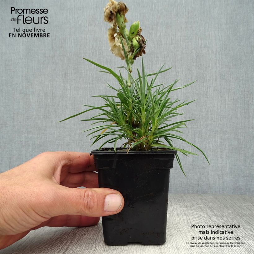 Exemplar von Feder-Nelke Devon Dove - Dianthus plumarius Kleine Töpfe von 7/8 cm wie im Herbst geliefert