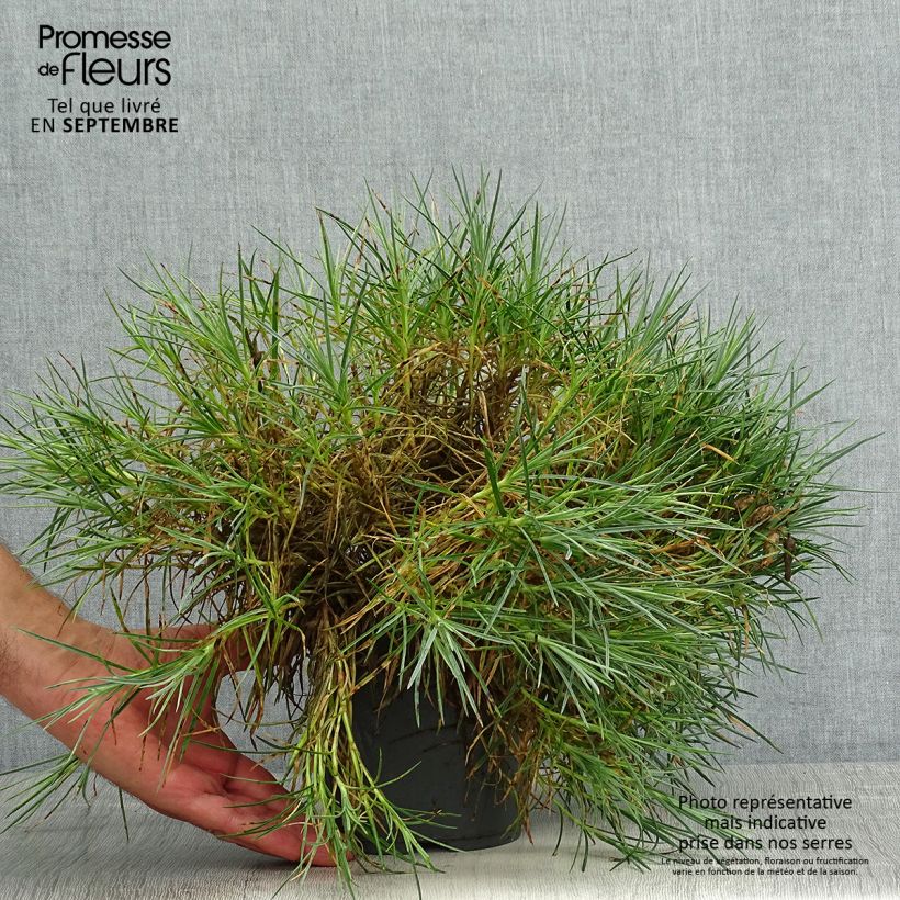 Exemplar von Feder-Nelke Moulin Rouge - Dianthus plumarius Topf mit 2L/3L wie im Sommer geliefert