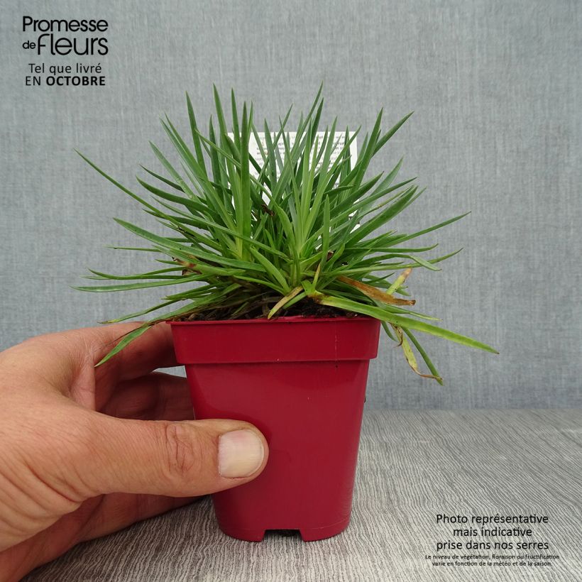 Exemplar von Feder-Nelke Passion Hot Red - Dianthus plumarius Kleine Töpfe von 8/9 cm wie im Herbst geliefert
