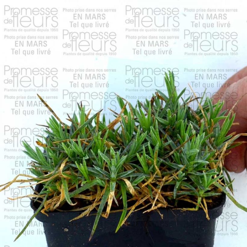 Beispiel eines Exemplars von Feder-Nelke Pike s Pink - Dianthus plumarius Kleine Töpfe von 8/9 cm wie geliefert