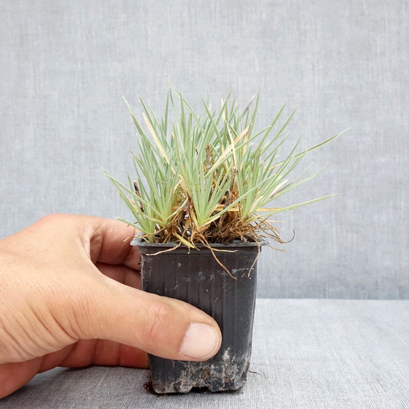 Exemplar von Garten-Nelke Pop Star - Dianthus Kleine Töpfe von 8/9 cm wie im Sommer geliefert