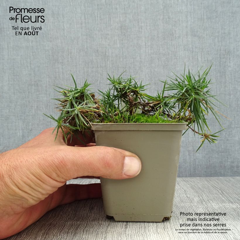 Exemplar von Spitzblättrige Nelke - Dianthus spiculifolius Kleine Töpfe von 8/9 cm wie im Sommer geliefert