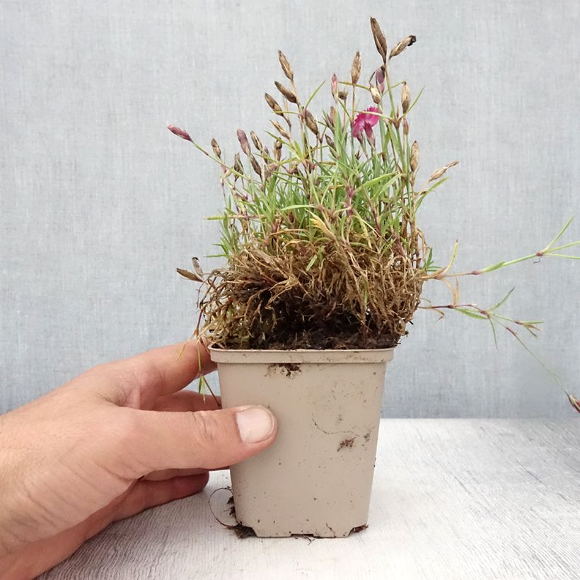 Exemplar von Garten-Nelke Vivid Bright Light - Dianthus Kleine Töpfe von 8/9 cm wie im Sommer geliefert