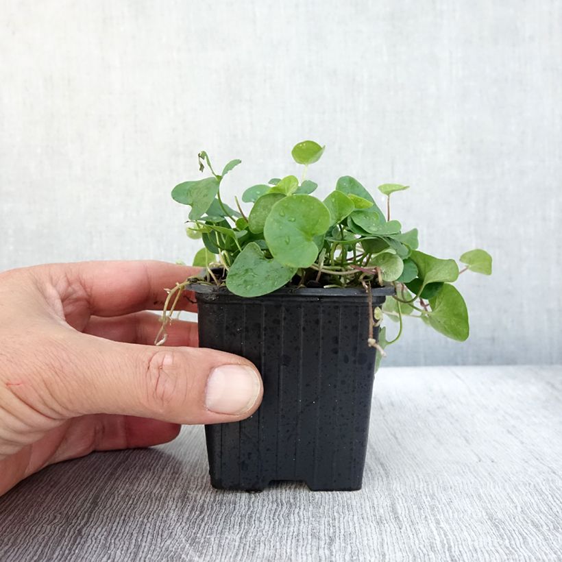 Exemplar von Dichondra repens Kleine Töpfe von 8/9 cm wie im Herbst geliefert