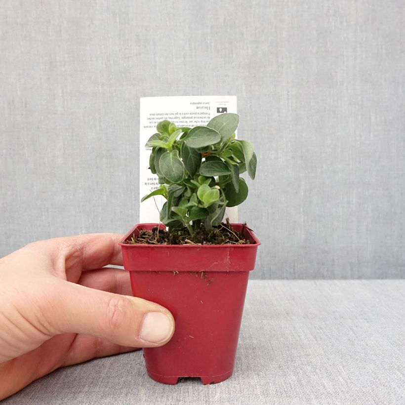 Exemplar von Dicliptera squarrosa Kleine Töpfe von 8/9 cm wie im Winter geliefert