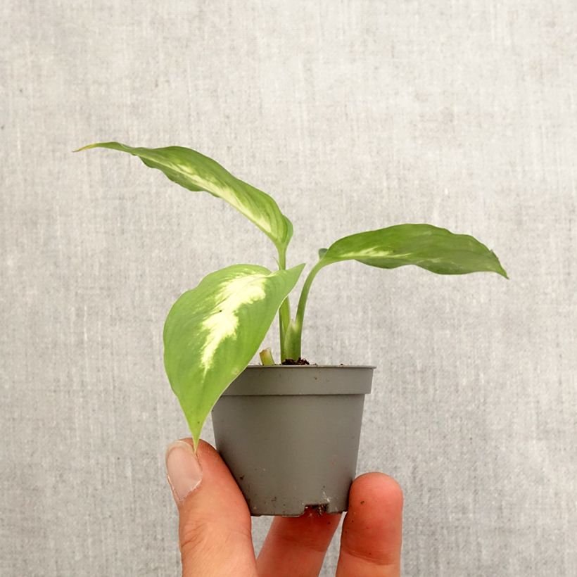 Exemplar von Dieffenbachia Camilla Mini-plante wie im Frühjahr geliefert