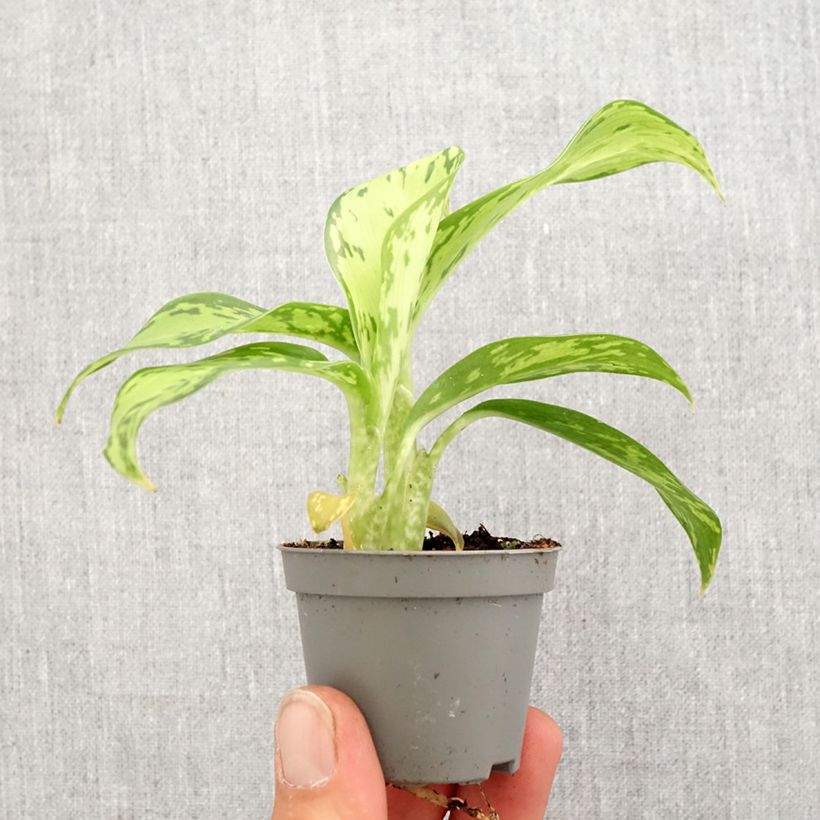 Exemplar von Dieffenbachia Crocodile Mini-plante wie im Frühjahr geliefert