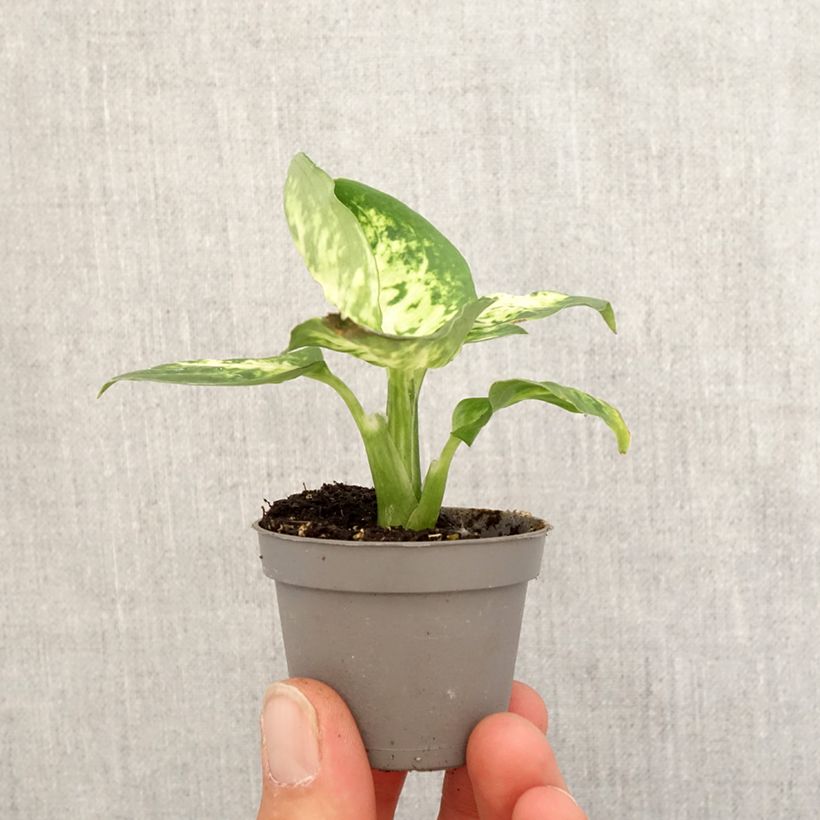 Exemplar von Dieffenbachia maculata Amy Mini-plante wie im Frühjahr geliefert