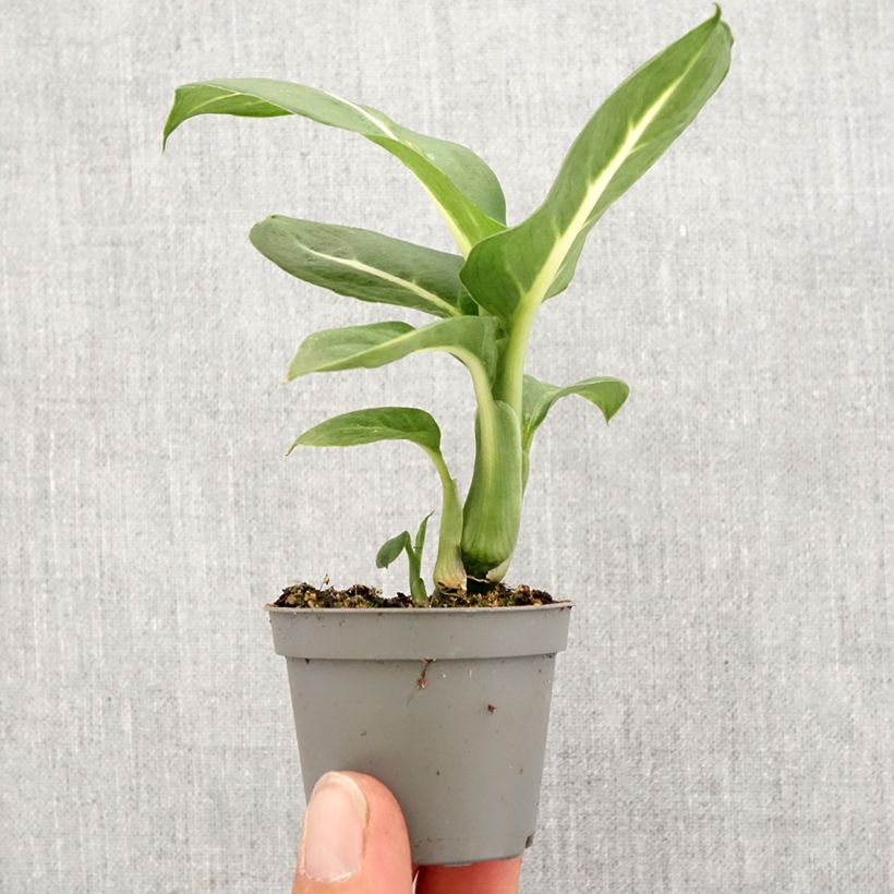 Exemplar von Dieffenbachia Sterling Mini-plante wie im Frühjahr geliefert