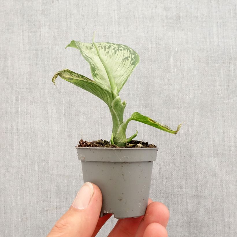 Exemplar von Dieffenbachia Tropic Snow Mini-plante wie im Frühjahr geliefert