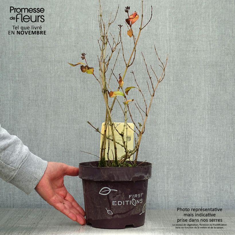 Exemplar von Diervilla sessilifolia Cool Splash - Buschgeißblatt Topf mit 3L/4L wie im Herbst geliefert