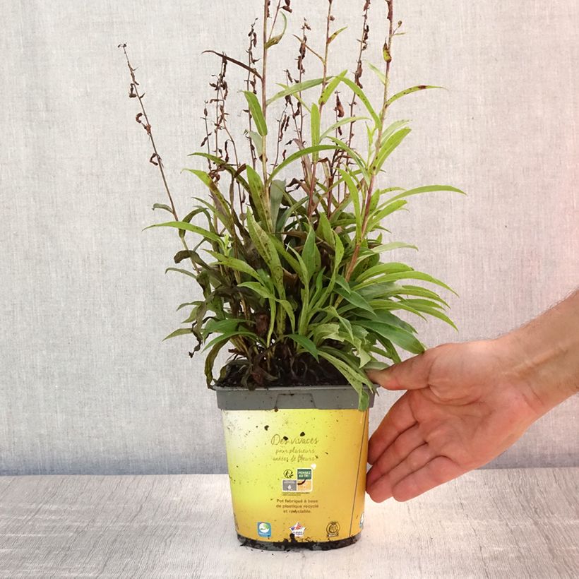 Exemplar von Digitalis Goldcrest - Fingerhut Topf mit 1,5L/2L wie im Sommer geliefert