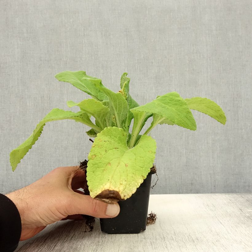 Exemplar von Fingerhut Monstrosa - Digitalis purpurea Kleine Töpfe von 8/9 cm wie im Herbst geliefert