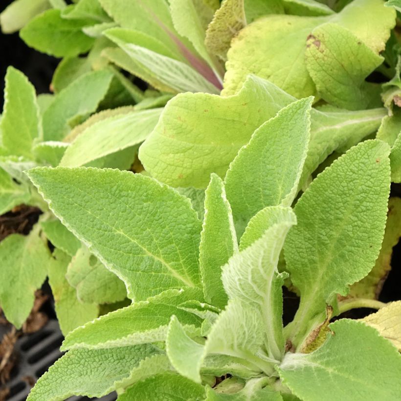 Fingerhut Monstrosa - Digitalis purpurea (Laub)